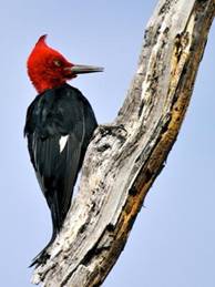 Description: Description: Description: Description: Description: Description: male Megellanic Woodpecker
